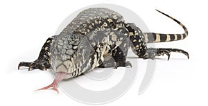 Black and White Tegu Lizard