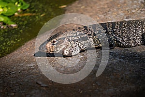 Black and White Tegu Lizard