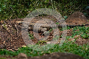 Black and White Tegu Lizard