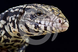 Black and white tegu (Salvator merianae)