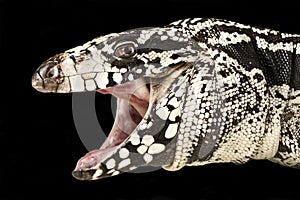 Black and white tegu (Tupinambis merianae) photo