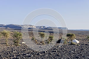 Black and white tents in Hamada du Draa (Moroccan stone desert,