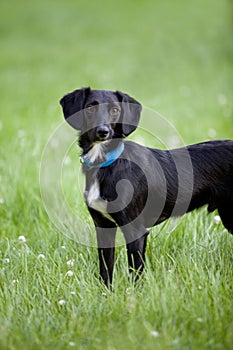 Black and white terrier mix dog standing in long green grass