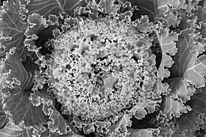 Black white texture of a cauliflower