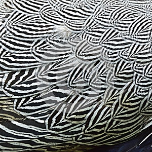 Black and white texture of Lewis`s Silver Pheasant wing