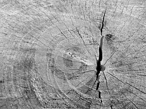 Black and white texture of old wood with big crack on canter