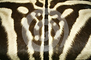 Black and white texture pattern of an original zebra skin