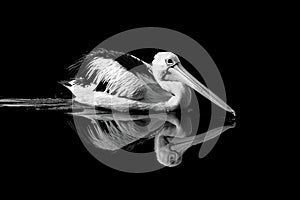 Black and white theme