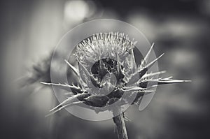 Black-and-white Thistle flower closeup