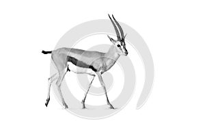 Black and white, Thomson`s gazelle, Eudorcas thomsonii isolated on white