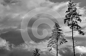 Black and white three pine trees agains heavy sky.