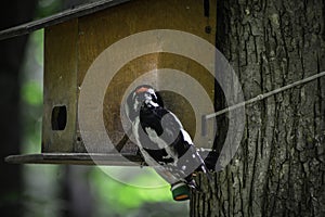 A black-white thrushes (turdidae) hangs on a bird feeder