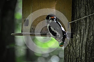 A black-white thrushes turdidae hangs on a bird feeder