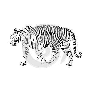 Black and white tiger, isolated wild animal vector