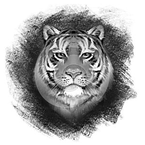 Black and white tiger portrait.