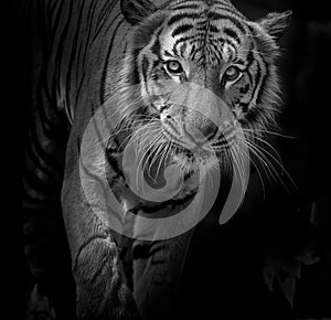 Black and white Tiger portrait in front of black background