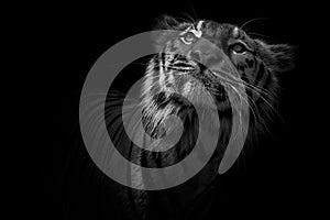 Black and white Tiger portrait in front of black background