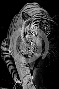 Black and white Tiger portrait in front of black background