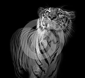 Black and white Tiger portrait in front of black background