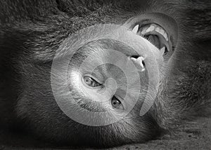Black and white tilted closeup portrait of Japanese Macaque on the ground