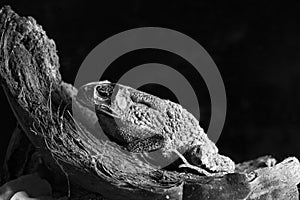 Black and white toad