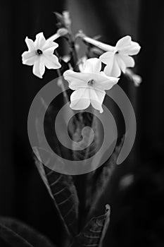 Black and white tobacco flowers