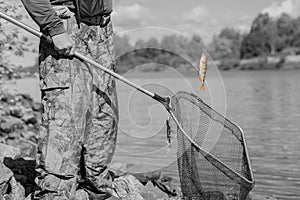 Black-and-white toned natural pond. Trophy fishing. Small goldfish on fishing line, old fish net with holes. Concept