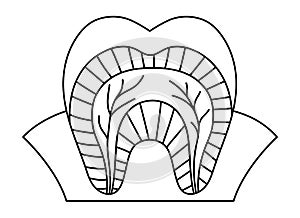 Black and white tooth anatomy poster. Line teeth structure scheme. Dental parts outline illustration. Dentist clinic educational
