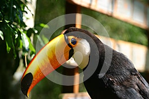 The black and white toucan