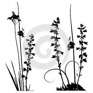 Black and white Traced plants silhouettes collection
