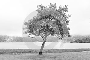 Black and White Tree
