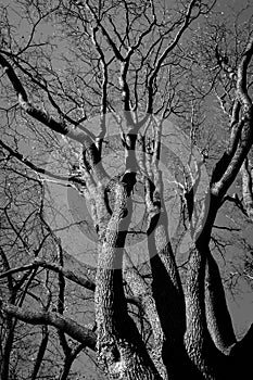 black and white tree