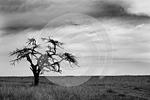 Black and white tree photo