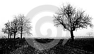 Black and white tree