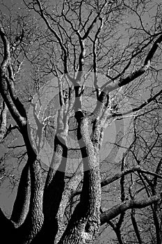 black and white tree