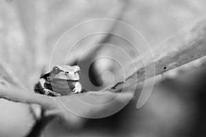 Black and white tree frog portrait