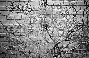 Black & white tree ikebana bricked wall back
