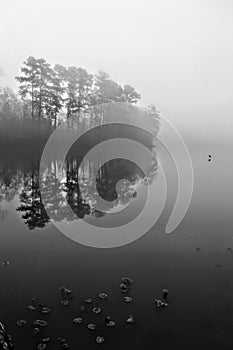 Black and white tree shadows on yates Mill Pond Raleigh NC