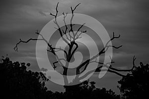 Black and White Tree Silhouette against Cloudy Sky