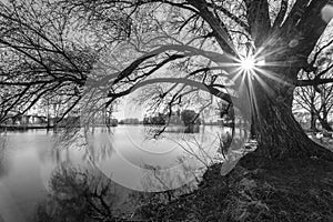 Black and white tree silhouette in sunrise time