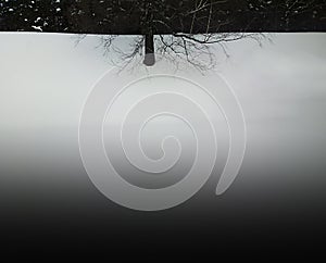 Black and white tree in smooth snow landscape background