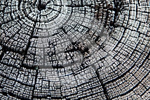 Black and white tree stump rings