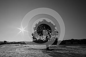 Black and white tree and the sun on a snow tundra field