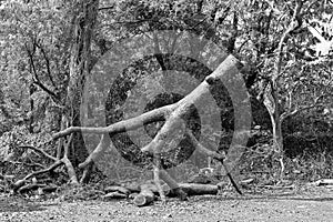 Black and white tree trunk cut by saw, symbolic image of destruction of nature by civilized society. Climate change, threat to