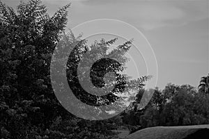 Black and white trees over a hovel