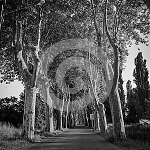 Black and white trees and road as alley view. Artistic nature scene. Mediterranean trees landscape