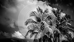 Black and white tropical background. Palm trees and cloudy sky
