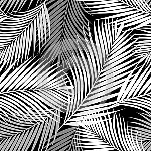 Black and white tropical palm leaves texture