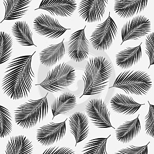Black and white tropical palm leaves texture