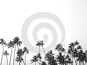 Black and white tropical palm trees